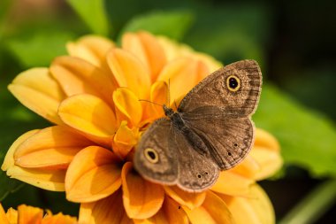 Butterfly on flowers clipart