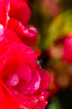 Sivrisinekler çiçek