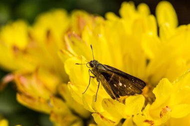 çiçekler üzerinde Kelebek