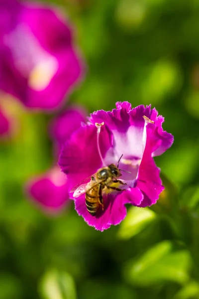 Lilla bi på blomma — Stockfoto