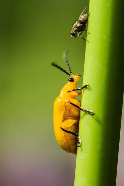 Pequeno besouro laranja — Fotografia de Stock
