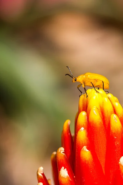 Orangefarbener Käfer — Stockfoto