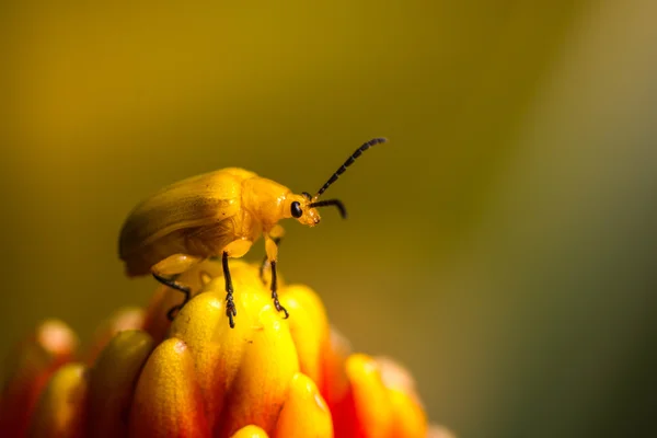 Orangefarbener Käfer — Stockfoto