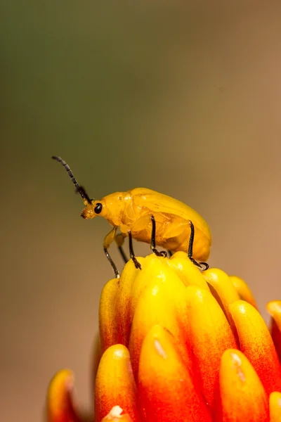 Mały chrząszcz pomarańczowy — Zdjęcie stockowe