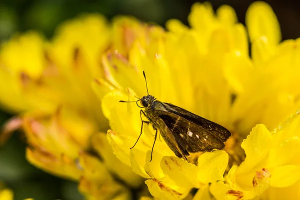 Papillon sur les fleurs — Photo