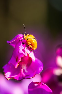 Küçük portakal böceği