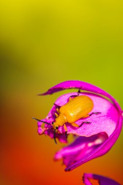 Küçük portakal böceği