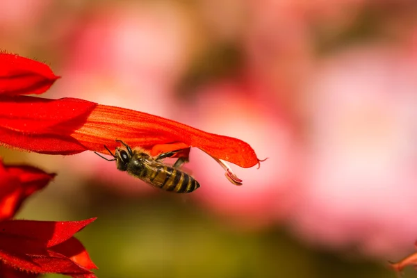 Petite abeille sur fleur — Photo