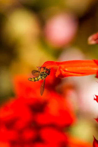 花朵上的小蜜蜂 — 图库照片