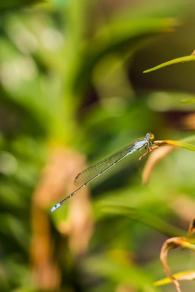 Damsel vliegt — Stockfoto