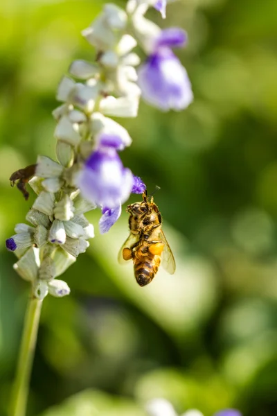 Lilla bi på blomma — Stockfoto