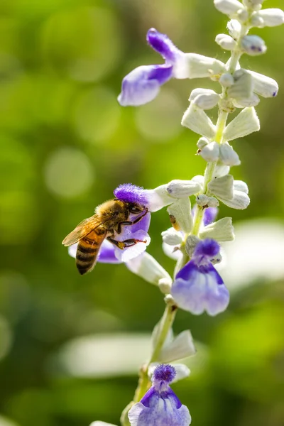 Lilla bi på blomma — Stockfoto