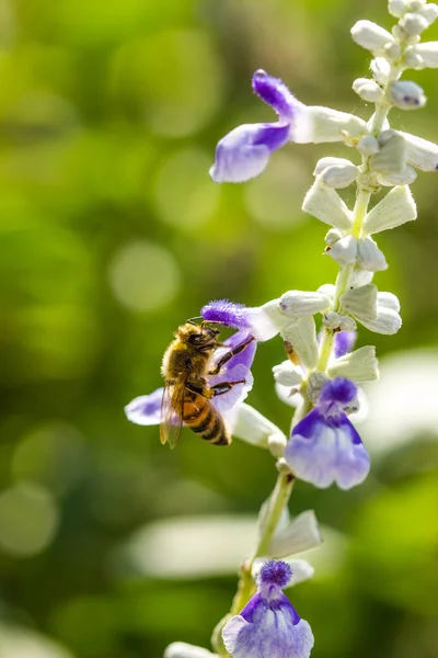 Lilla bi på blomma — Stockfoto