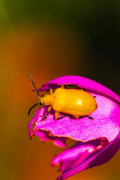 Orangefarbener Käfer — Stockfoto