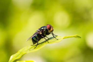 closeup of flesh fly on green leaf clipart