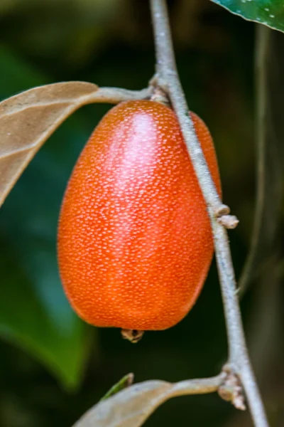 Oliwnik latifolia w Tajlandii — Zdjęcie stockowe