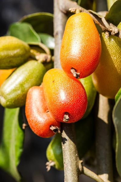 İğde latifolia Tayland