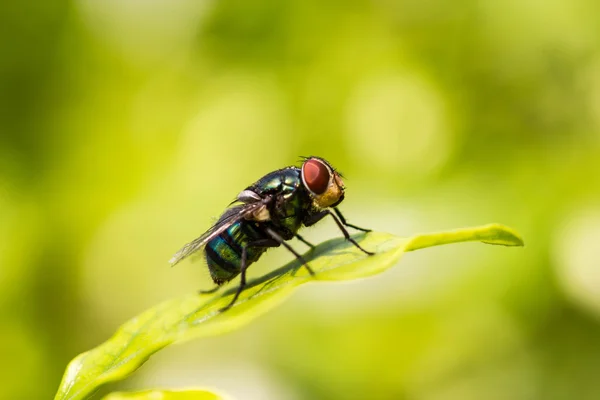 Closeup da mosca da carne na folha verde — Fotografia de Stock