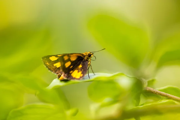 Buttrefly yaprak üzerinde — Stok fotoğraf