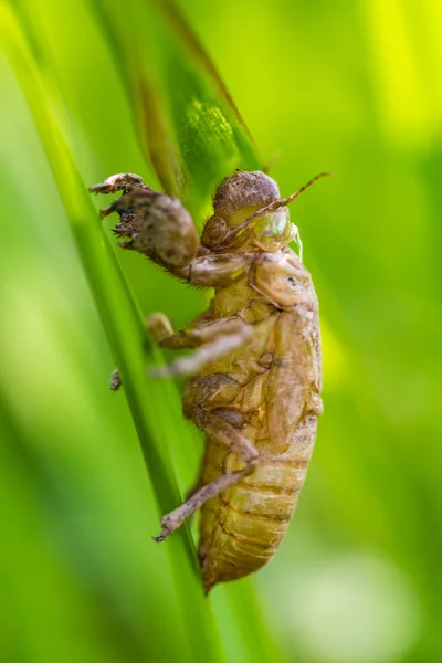 Cicada shell which leave on the tree,insect from Thailand — Stock Photo, Image