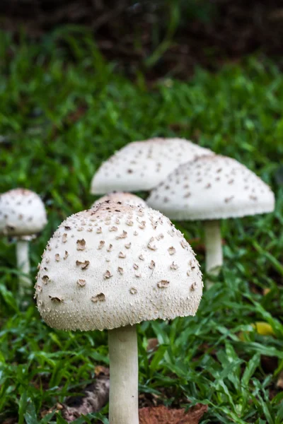 Mushrooms on the grass — Stock Photo, Image