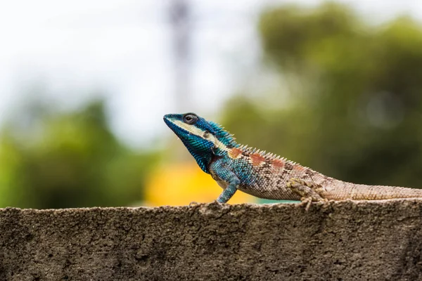 かわいい青トカゲ — ストック写真