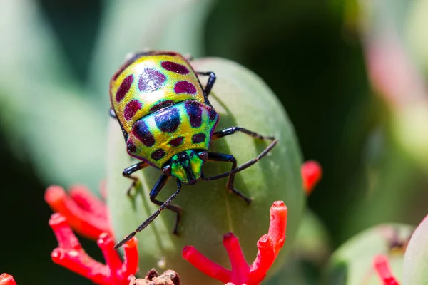 Bug escudo lychee — Fotografia de Stock
