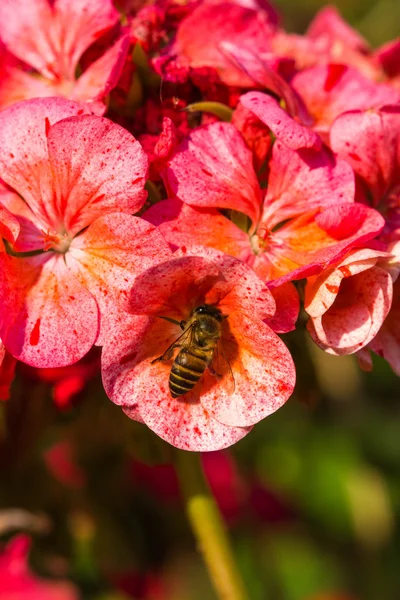 Little bee on flower — Stock Photo, Image