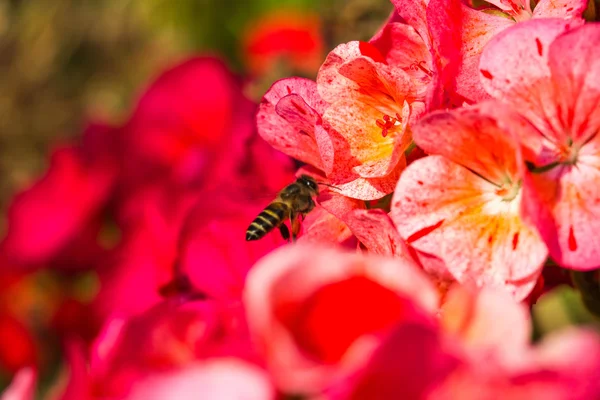 Kleine Biene auf Blume — Stockfoto