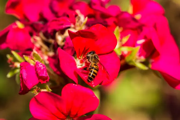 Abelha pequena na flor — Fotografia de Stock