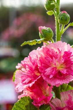 doğada gülhatmi çiçeği