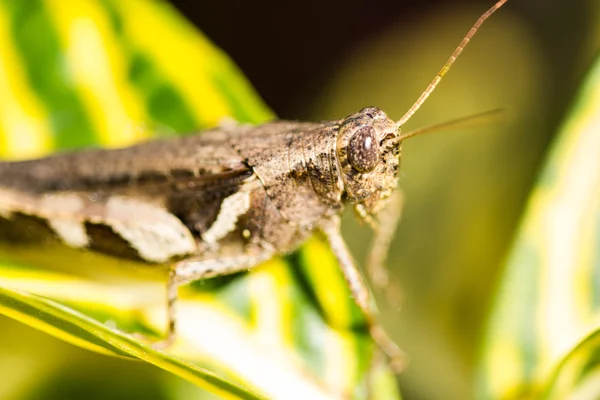 Grasshopper on leaf — Stock Photo, Image