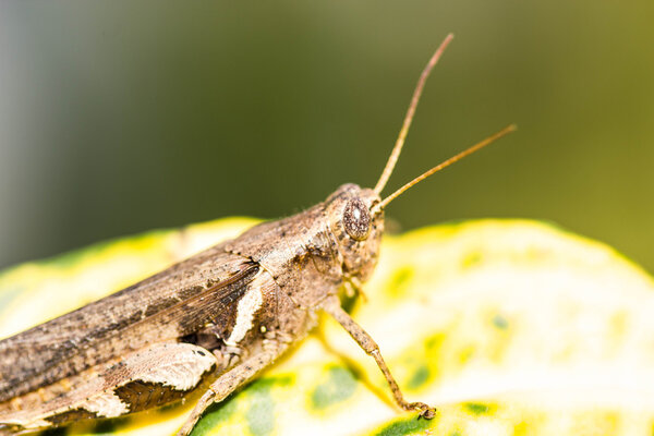 Grasshopper on leaf