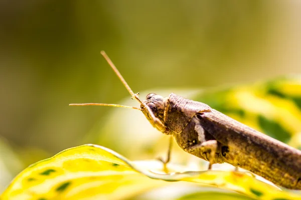 Grasshopper on leaf — Stock Photo, Image