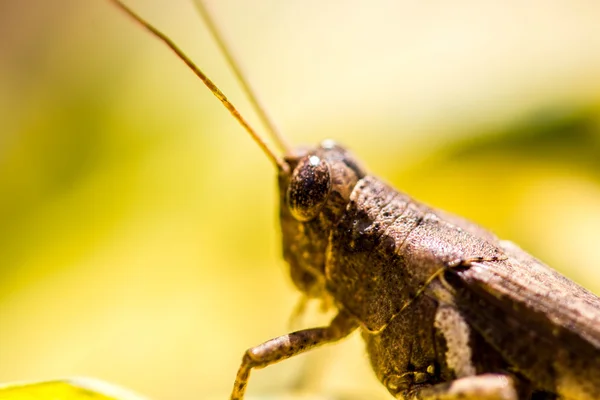 Grasshopper on leaf — Stock Photo, Image