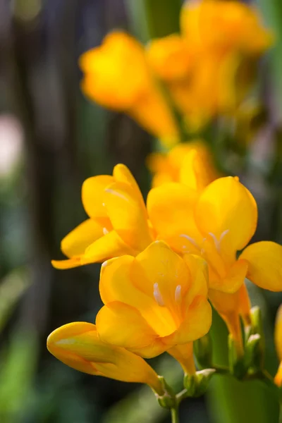 Mooie gele bloem — Stockfoto