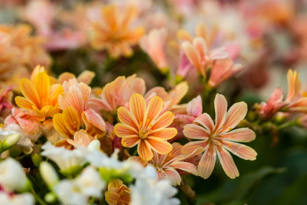 Lewisia Twedei Rosa kwiaty — Zdjęcie stockowe