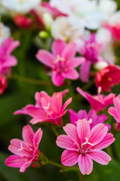 Lewisia Twedei Rosa  flowers — Stock Photo, Image