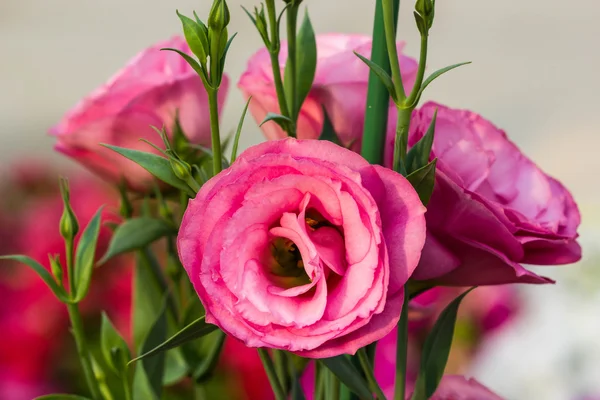 Красивый цветок лисиантуса — стоковое фото