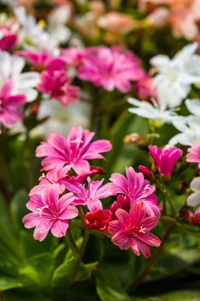 Lewisia twedei rosa blumen — Stockfoto