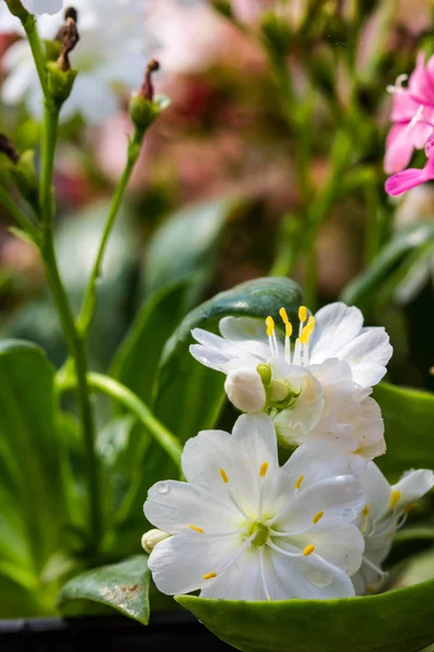 Lewisia Twedei Rosa flores — Foto de Stock