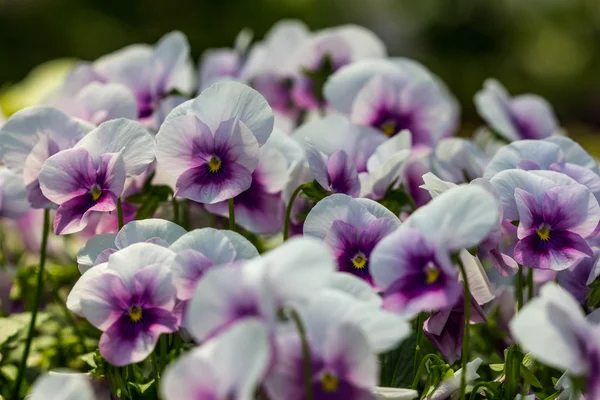 Колір квітка Пансі — стокове фото