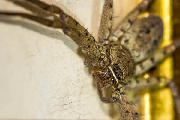 Aranha caçador marrom no quadro — Fotografia de Stock