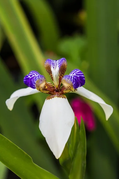 Iris caminando sobre el fondo de la naturaleza — Foto de Stock