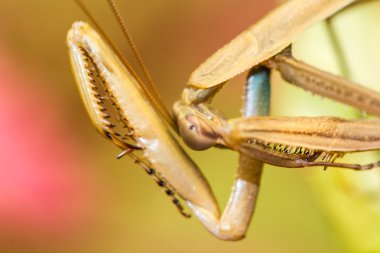 Dua eden peygamber devesi (Mantis bileğinde) üzerindeki yaprak