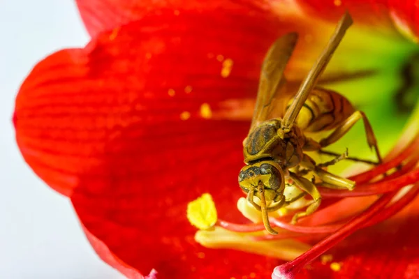 Hymenoptera em flor vermelha — Fotografia de Stock