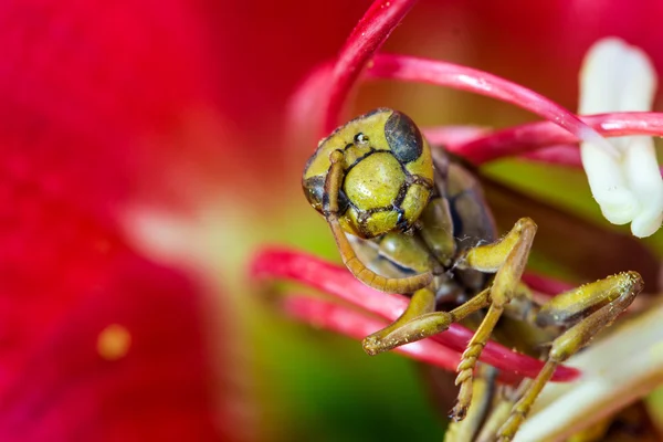 Imenotteri su fiore rosso — Foto Stock