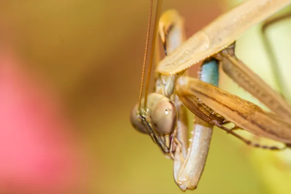 Praying mantis (Mantis religiosa) on a leaf — Stock Photo, Image