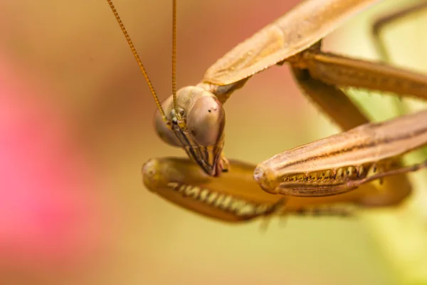 Louva-a-deus (Mantis religiosa) em uma folha — Fotografia de Stock