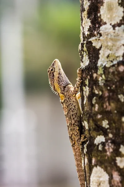 木の上のカメレオン — ストック写真